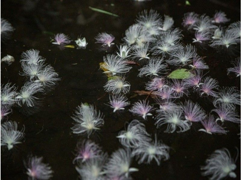 [Iriomote Island/Early Morning] The mythical overnight-blooming flower! Jungle walk tour to see the hanging flowers [April to August only] ★Free photos★Super Summer Sale 2024の紹介画像