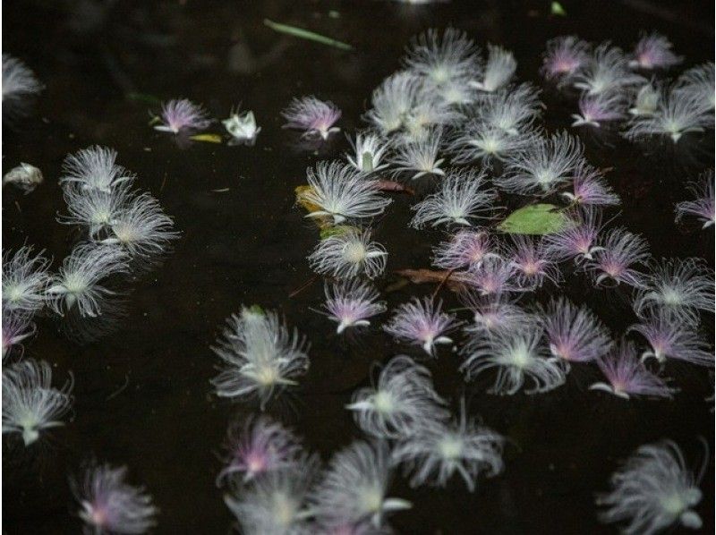 【沖縄・西表島】早朝！一夜咲の花！サガリバナ鑑賞ジャングルウォークツアー【4月～8月限定】写真無料