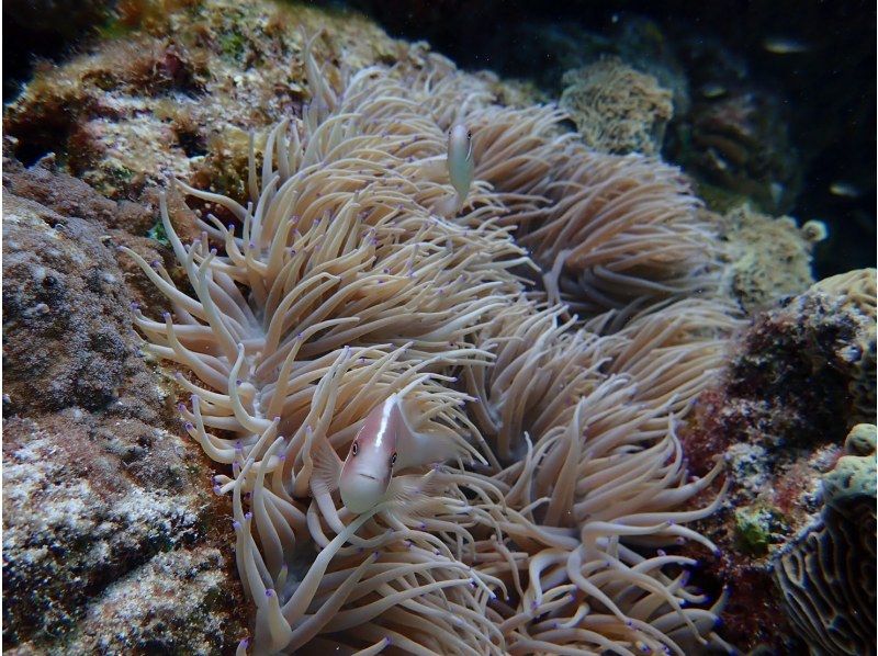 [Okinawa Motobu] Skin diving, 3 types of marine sports set