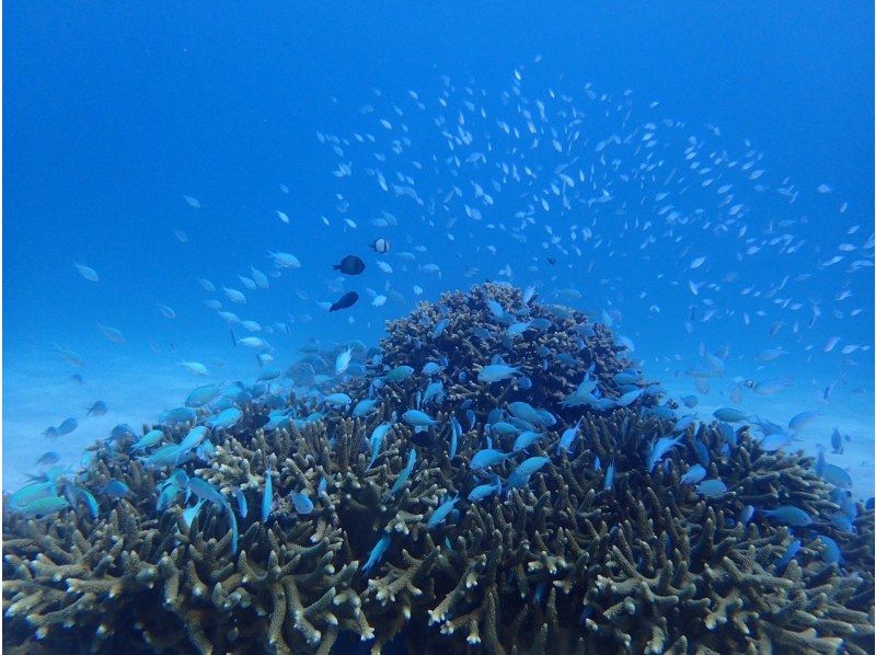 [Okinawa Motobu] Skin diving, 3 types of marine sports set