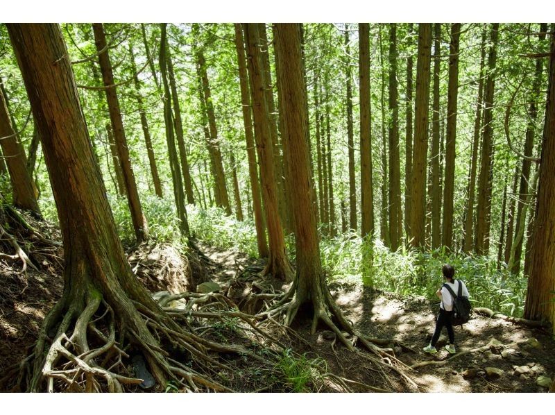 [Kanagawa/Hakone] Hakone outer rim highest peak Kintoki mountain climbing tourの紹介画像