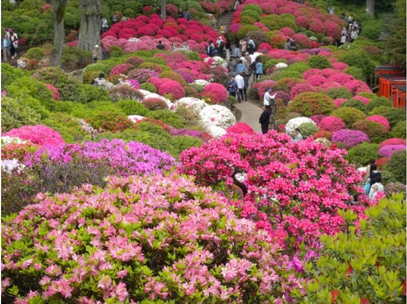 都内で楽しむ一面の青い絨毯ネモフィラ＆文京つつじ祭り＆花寺・西新井大師参拝バスツアー　～浅草老舗・十和田のご昼食付【029029‐1164】の紹介画像