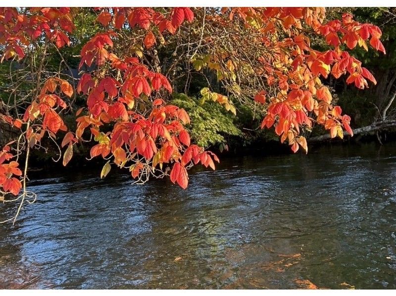 [Hokkaido, Chitose River] ⭐︎ A stable boat tour (long course) Families are welcome! Go on a great adventure while floating on the crystal clear water through the lush forest!の紹介画像