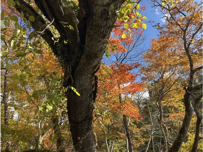 【홋카이도・치토세강】⭐︎안정감 발군의 보트 투어〈롱 코스〉패밀리 대환영! 풍부한 숲 속을 맑은 물에 떠오르면서 대모험에 나가자!の紹介画像