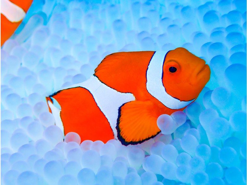 [Chatan] ประสบการณ์ดำน้ำ 2 ครั้ง ❤️ ผ้าเช็ดตัว รองเท้าแตะ และอาหารฟรี! ⭕️ เข้าร่วมแบบมือเปล่าในวันนั้น ❤️ เช่าผู้สอนฟรี ❤️ ถ่ายภาพและวิดีโอฟรีจากกล้องมืออาชีพの紹介画像