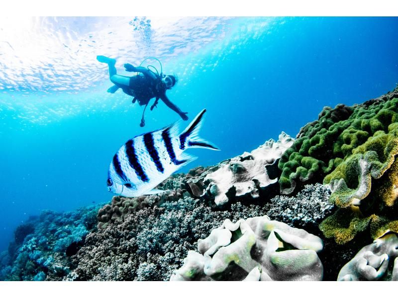 [Chatan] ประสบการณ์ดำน้ำ 2 ครั้ง ❤️ ผ้าเช็ดตัว รองเท้าแตะ และอาหารฟรี! ⭕️ เข้าร่วมแบบมือเปล่าในวันนั้น ❤️ เช่าผู้สอนฟรี ❤️ ถ่ายภาพและวิดีโอฟรีจากกล้องมืออาชีพの紹介画像