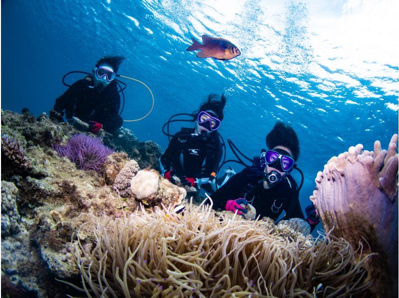 SALE！【北谷・アメリカンビレッジ】サンゴの海！ボート体験ダイビング２dive・動画写真プレゼント！カップル・女性グループの紹介画像