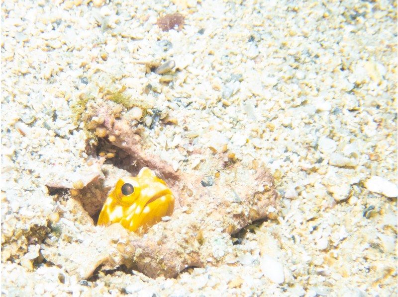 [Chatan] ประสบการณ์ดำน้ำ 2 ครั้ง ❤️ ผ้าเช็ดตัว รองเท้าแตะ และอาหารฟรี! ⭕️ เข้าร่วมแบบมือเปล่าในวันนั้น ❤️ เช่าผู้สอนฟรี ❤️ ถ่ายภาพและวิดีโอฟรีจากกล้องมืออาชีพの紹介画像