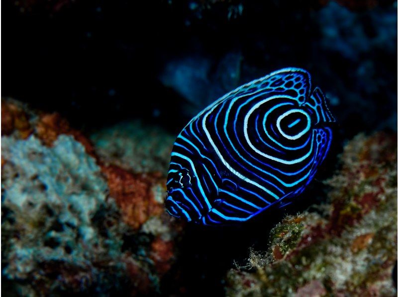 冬は近海ボートがお勧め！【北谷・アメリカンビレッジ】サンゴの海！ボート体験ダイビング２dive・動画写真プレゼント！カップル・女性グループの紹介画像