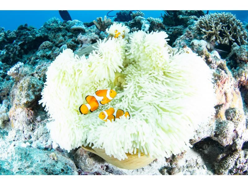 [Chatan] ประสบการณ์ดำน้ำ 2 ครั้ง ❤️ ผ้าเช็ดตัว รองเท้าแตะ และอาหารฟรี! ⭕️ เข้าร่วมแบบมือเปล่าในวันนั้น ❤️ เช่าผู้สอนฟรี ❤️ ถ่ายภาพและวิดีโอฟรีจากกล้องมืออาชีพの紹介画像