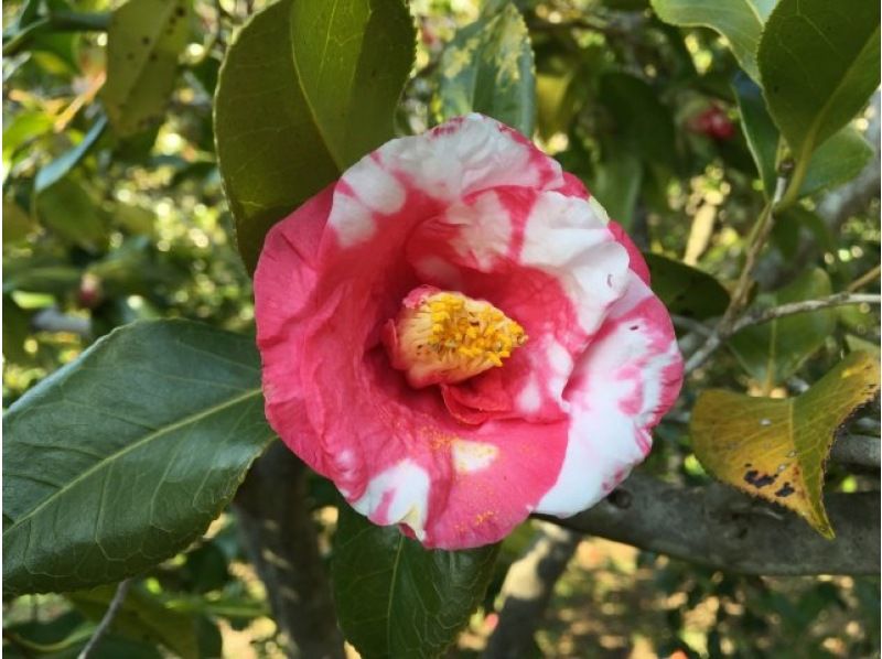 JR特急踊り子号と新幹線こだま号利用で行く河津桜まつりとつばき咲く絶景の小室山バスツアー【029029‐989】の紹介画像