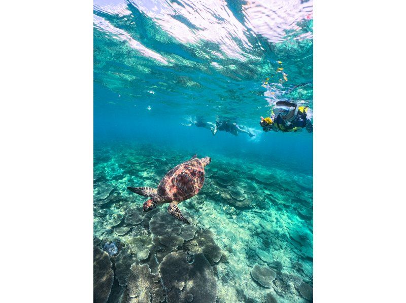 [ดำน้ำถ้ำสีฟ้า + ดำน้ำตื้นเต่าทะเลโดยเรือไปยังใกล้ทางเข้าถ้ำ] วิดีโอภาพถ่าย GoPro [ถ่ายภาพไม่ จำกัด ]の紹介画像