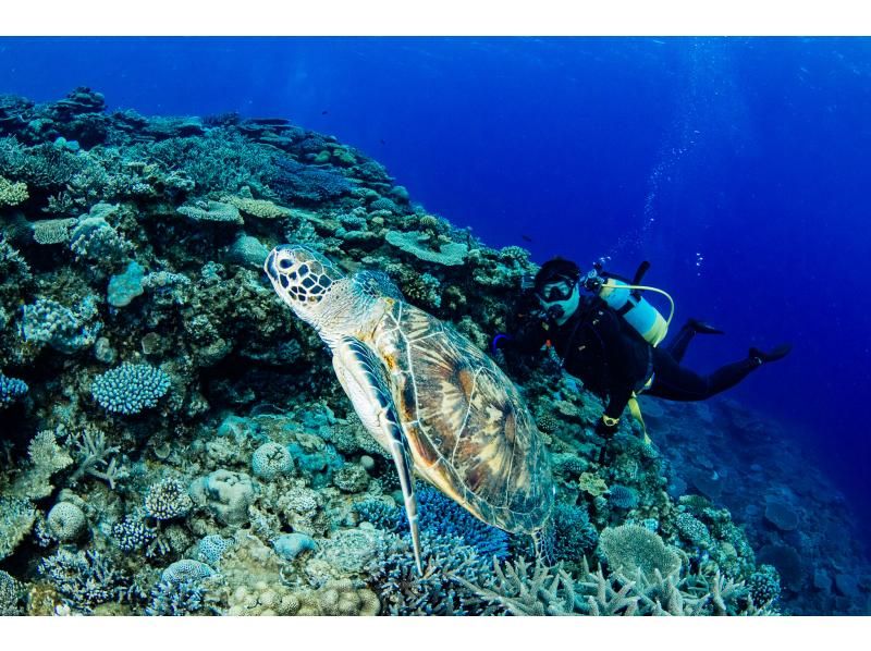 SAIL！全て込み！！【慶良間・チービシ】送迎あり・FUNダイビング3ダイブ・器材レンタル込み・写真動画プレゼントの紹介画像