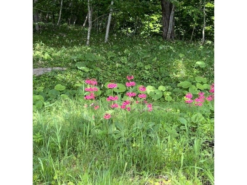 【北海道·白老町】帶導遊的波羅托湖獨木舟體驗 在自然、文化、歷史融為一體的波羅托湖畔，悠閒地享受獨木舟之旅吧！の紹介画像