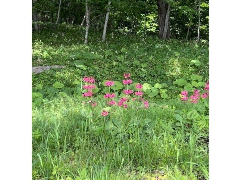 【北海道·白老町】帶導遊的波羅托湖獨木舟體驗 在自然、文化、歷史融為一體的波羅托湖畔,悠閒地享受獨木舟之旅吧!の紹介画像
