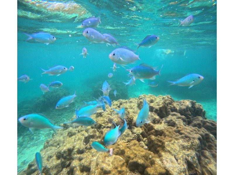 Departing from Ishigaki Port! Snorkeling 90 minutes!