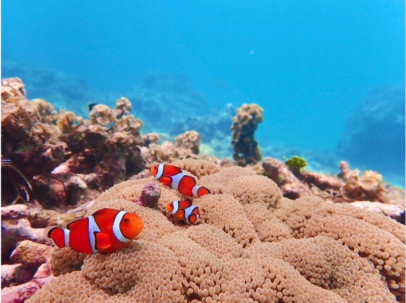 SALE! Enjoy a private experience with a small group! Snorkeling tour "Easy boat ride from Ishigaki Port"! (GoPro photo service included)の紹介画像