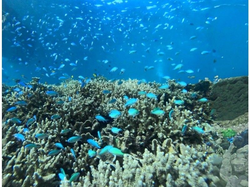 Enjoy a private experience with a small group! Churaumi boat snorkeling tour! (GoPro photo service included)の紹介画像