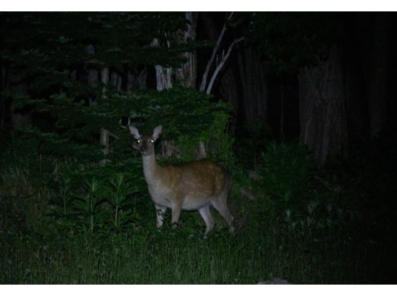 [Hokkaido, Shiretoko] For those who want to meet animals ☆ An exciting experience with a 100% chance of encountering wild animals ☆ Night Safari Tour! Free binoculars and light rentalの紹介画像