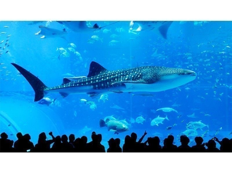 [Great summer campaign] Glass bottom boat and Bise Fukugi tree lined road, Okinawa Churaumi Aquarium admission ticket included, Mihama American Village course (Course B)の紹介画像