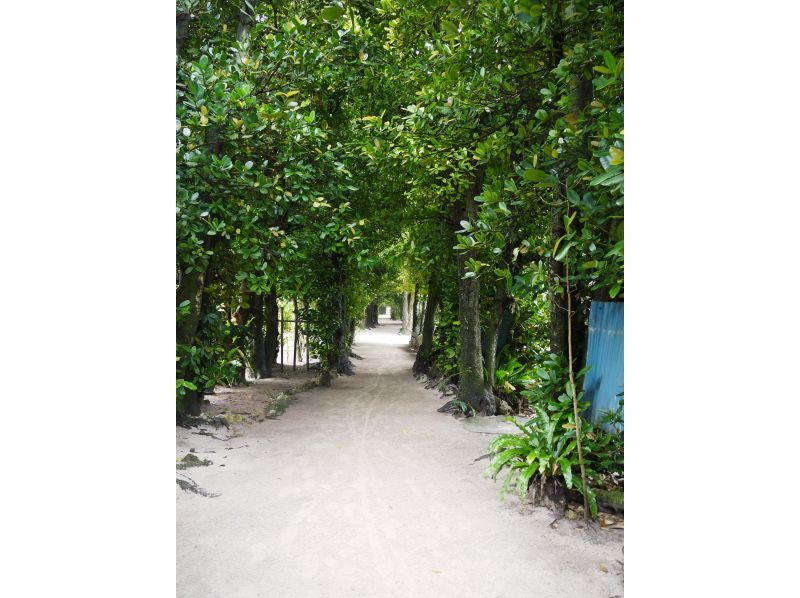 April 1st ~ [Departing from Naha/Chatan, Okinawa] Glass boat and Bise Fukugi tree lined road, Churaumi Aquarium, American Village (Course B)の紹介画像