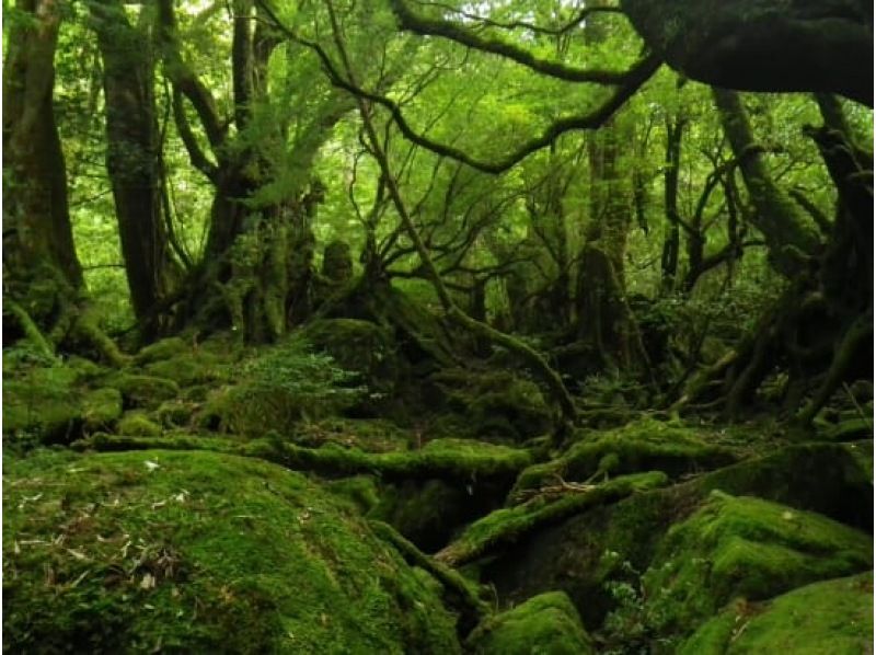 【鹿児島・屋久島】白谷雲水峡〜半日苔むす森トレッキング+安房川リバーカヤックのコンボツアーの紹介画像