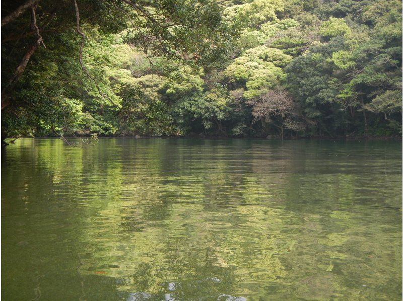 【鹿児島・屋久島】白谷雲水峡〜半日苔むす森トレッキング+安房川リバーカヤックのコンボツアーの紹介画像