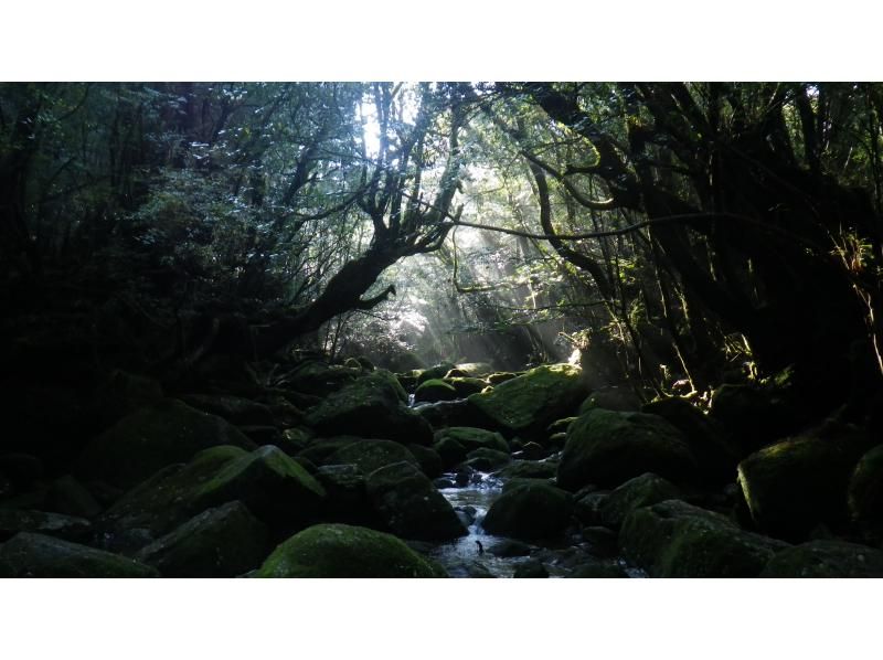 【鹿児島・屋久島】白谷雲水峡〜半日苔むす森トレッキング+安房川リバーカヤックのコンボツアーの紹介画像