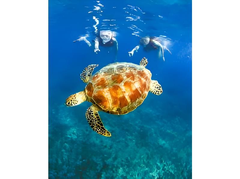 [沖繩/宮古島]相遇率持續100%！在世界上最透明的大海中浮潛海龜<免費照片資料> 歡迎初學者和兒童！可即時預訂！の紹介画像
