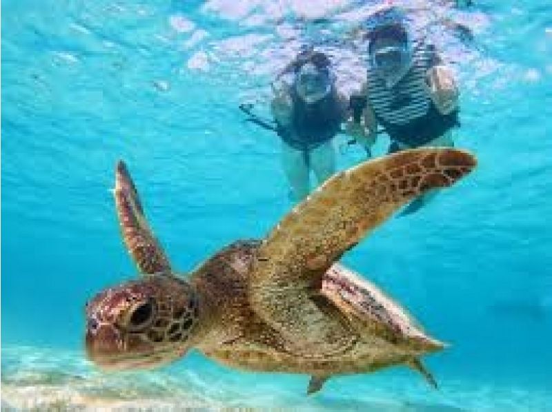 [沖繩/宮古島]相遇率持續100%！在世界上最透明的大海中與海龜一起浮潛 <免費照片資料> 歡迎初學者和兒童！可即時預訂！的の紹介画像