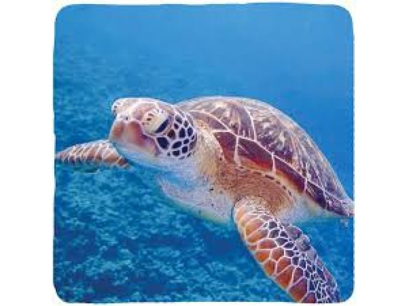 [沖繩/宮古島]相遇率持續100%！在世界上最透明的大海中與海龜一起浮潛 <免費照片資料> 歡迎初學者和兒童！可即時預訂！的の紹介画像