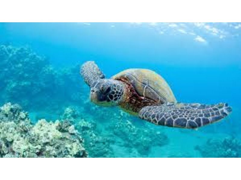 [冲绳/宫古岛] 邂逅率持续100%!! 在世界上最清澈的海水中浮潜的海龟和热带鱼 <免费照片> 欢迎初学者和儿童！可即时预订！の紹介画像