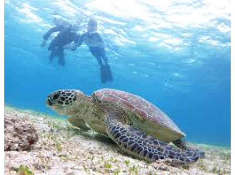[沖繩/宮古島] 邂逅率持續100%!! 在世界上最清澈的海水中浮潛的海龜和熱帶魚 <免費照片> 歡迎初學者和兒童！可即時預訂！の紹介画像