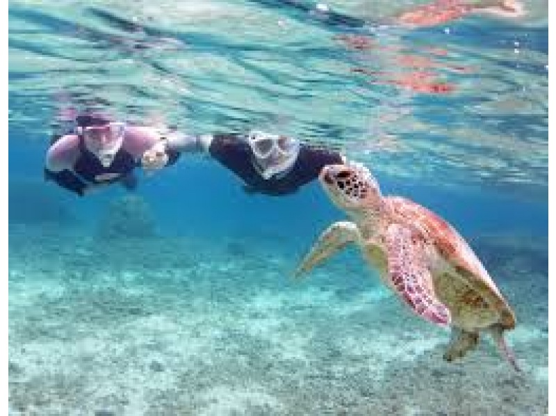 [Okinawa, Miyakojima] 100% encounter rate continues! Sea turtle & tropical fish snorkeling in the world's clearest ocean <Free photos> Beginners and children welcome! Instant booking available!の紹介画像