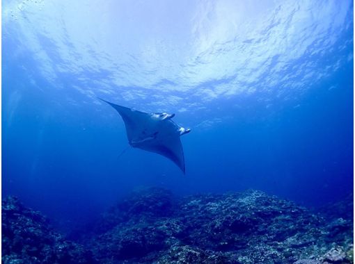 【沖縄・石垣島】FUNダイビングコース(ダイビングライセンスをお持ちの方限定メニュー) 【沖縄・石垣島】FUNダイビングコース(ダイビングライセンスをお持ちの方限定メニュー)