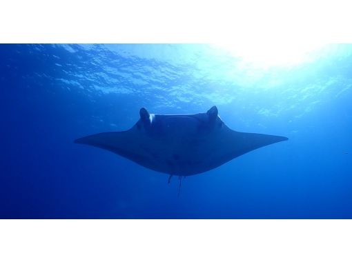 【沖縄・石垣島】FUNダイビングコース(ダイビングライセンスをお持ちの方限定メニュー) 【沖縄・石垣島】FUNダイビングコース(ダイビングライセンスをお持ちの方限定メニュー)