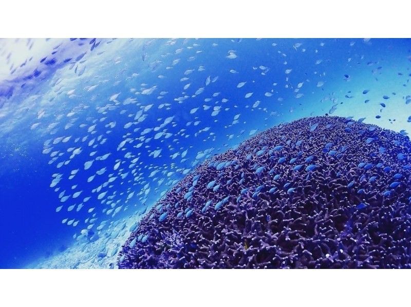 [Okinawa, Ishigaki Island] Landing on the Phantom Island & Coral Reef and Tropical Fish Snorkeling Courseの紹介画像