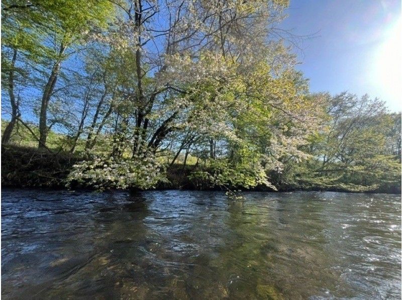 [北海道/千岁川]⭐︎稳定性极佳的游船之旅（标准路线）透明度极佳！让我们和河里的鱼儿、森林里的鸟儿一起顺流而下，展开一场伟大的冒险吧！の紹介画像