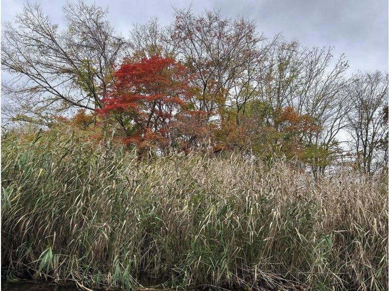 [Hokkaido, Chitose River] ⭐︎Super stable boat tour (standard course) Super transparent! Let's go on a great adventure down the river with the fish swimming in the river and the birds living in the forest!の紹介画像