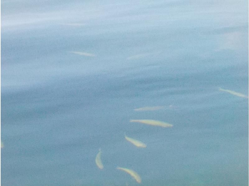 北アルプスの鏡青木湖で早朝SUPレンタルの紹介画像