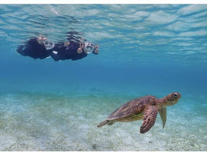 [Okinawa, Miyakojima] Limited to one group! Sea turtle snorkeling half-day tourの紹介画像