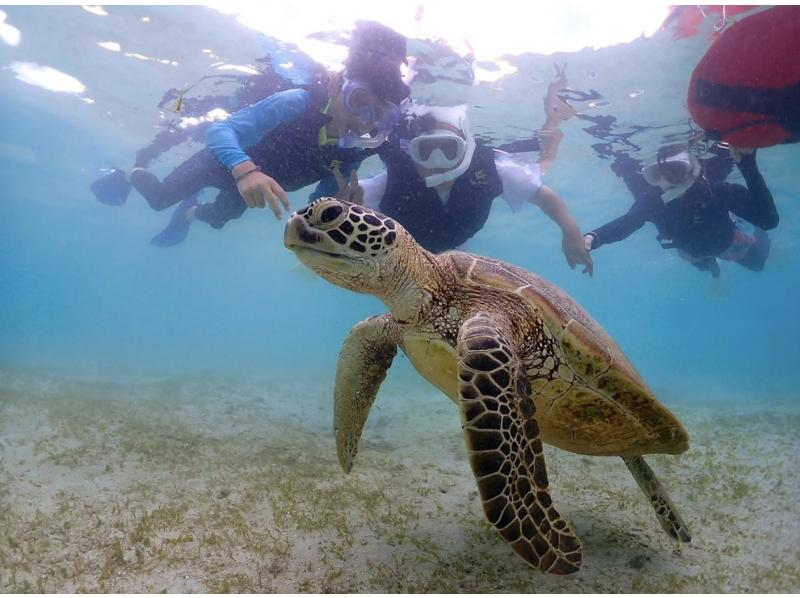 [Okinawa, Miyakojima] Limited to one group! Sea turtle snorkeling half-day tourの紹介画像