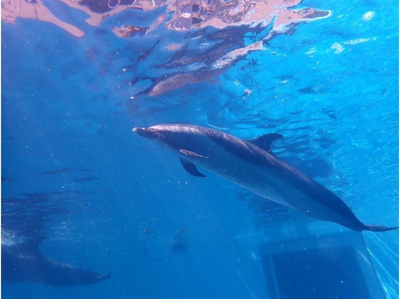 [From Osaka, Kushimoto] Enjoy a relaxing time diving with dolphins! One-day fun diving tour ★ License required! Participate aloneの紹介画像