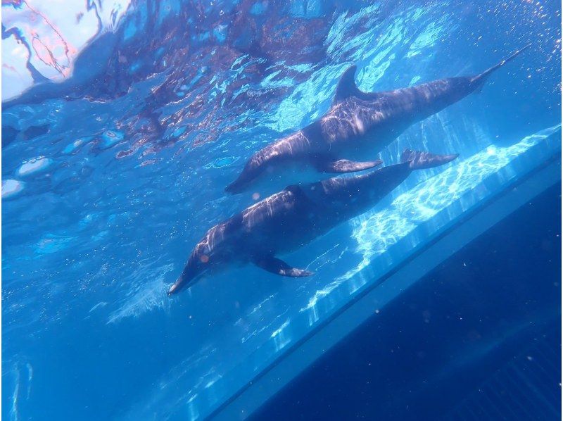 [From Osaka, Kushimoto] Enjoy a relaxing time diving with dolphins! One-day fun diving tour ★ License required! Participate aloneの紹介画像