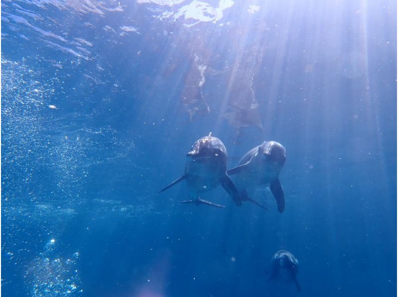 [From Osaka, Kushimoto] Enjoy a relaxing time diving with dolphins! One-day fun diving tour ★ License required! Participate aloneの紹介画像