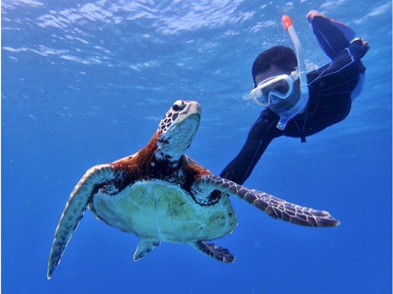 [Half-day tour departing from Ishigaki Port] "Phantom Island" landing and sea turtle snorkeling tour English availableの紹介画像