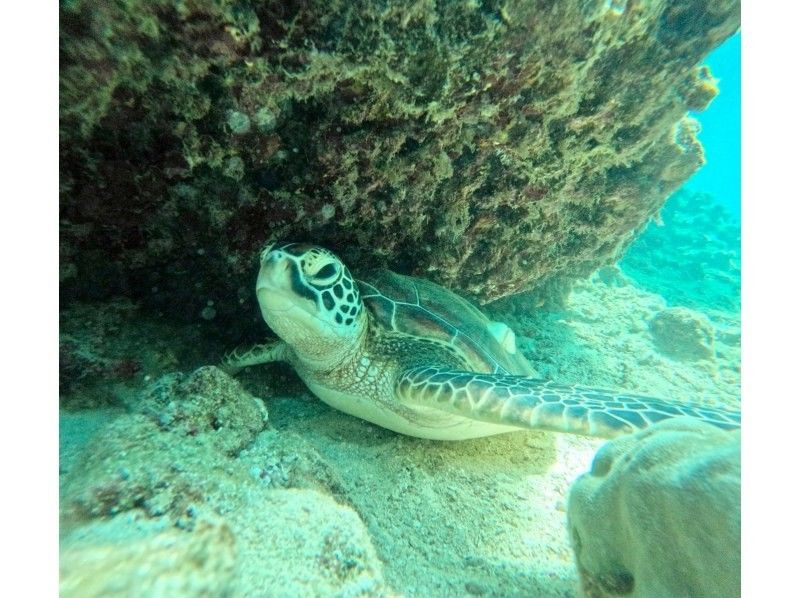 SALE! [Small group size, full of privacy] "Phantom Island" landing & sea turtle exploration snorkeling tour English available (photo and video service included)の紹介画像