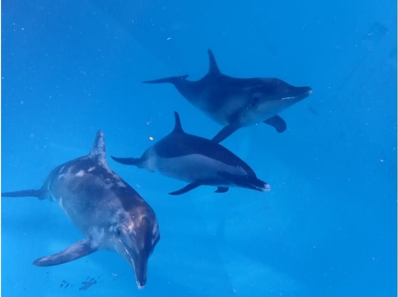 [From Osaka, Kushimoto] Enjoy a relaxing time diving with dolphins! One-day fun diving tour ★ License required! Join with friendsの紹介画像