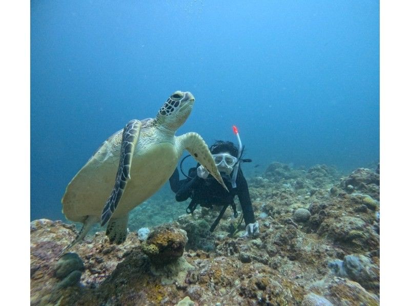 [Limited to 2 people! Half-day] Landing on the "Phantom Island" and diving. Departure from Ishigaki