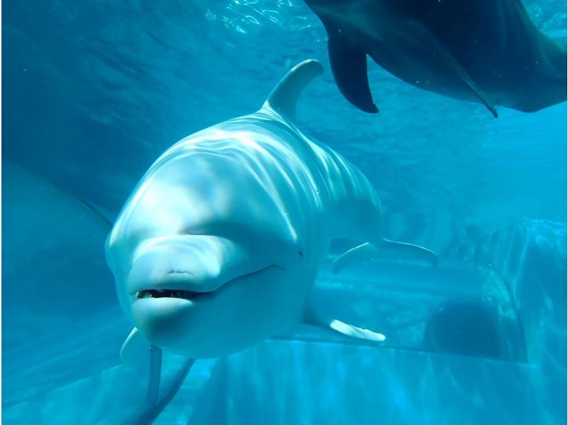 [From Osaka, Kushimoto] Enjoy a relaxing time diving with dolphins! One-day fun diving tour ★ License required! Couples and married couples can participateの紹介画像